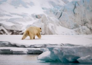 Polar bear on a glacier